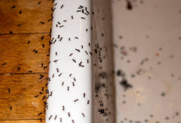 Best Wildlife Control Services  in Grand Terrace, CA