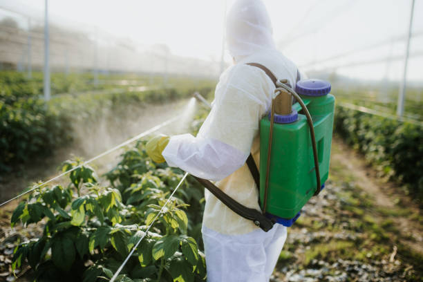 Best Affordable Pest Control Services  in Grand Terrace, CA